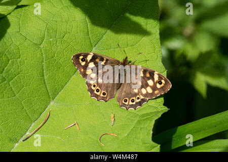 Hauhechelbläuling, schmetterling, Pararge splendens, Denge Woods, KENT GROSSBRITANNIEN, Flügel geöffnet bei Sonnenschein Stockfoto