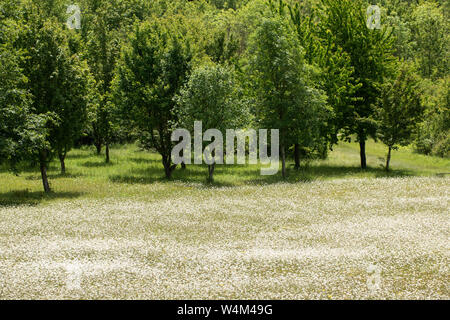 Bereich der Oxeye Daisy, Leucanthemum vulgare, kemsing Down, Kent Wildlife Trust Naturschutzgebiet, UK, Wiese, Gänseblümchen Stockfoto