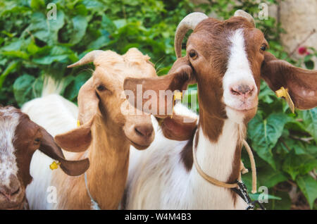 Eine kleine Gruppe von Ziegen in die Kamera schaut Stockfoto