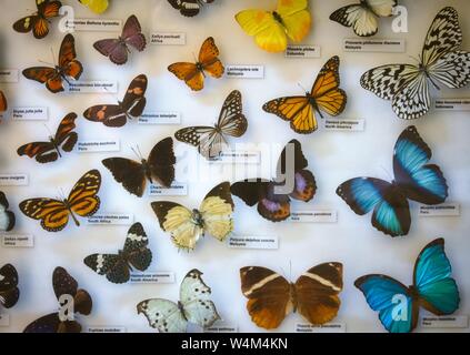 Ein gut sortierter Schmetterling Kollektion in einer Glasvitrine mit Namen Etiketten Stockfoto