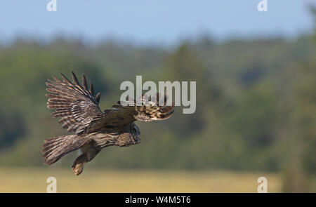 Große graue Eule, Strix nebulosa / Eulenflügel Stockfoto