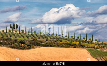 Gänge von Olivenbäumen und Zypressen. Italienische Landschaft. Toskana. Italien. Europa Stockfoto