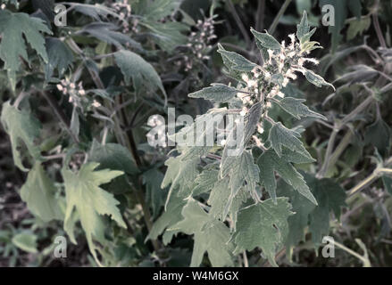Wertvolle Heilpflanze - motherwort mit Blumen und Blätter wachsen im Garten. Stockfoto