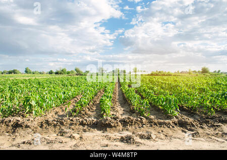 Pfeffer Plantagen wachsen in einem Feld an einem sonnigen Tag. Wachsende Bio Gemüse. Umweltfreundliche Produkte. Agrar- und Landwirtschaft. Sämlinge, Anbau. Stockfoto