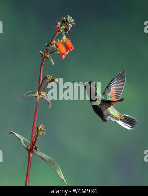 Tiere, Vögel, ein Schwarz-bellied Kolibri, Euperusa nigriventris, Ansätze eine tropische Blume der Kohleria Gattung der Gesneriaceae oder Afrikanische Veilchen Familie zu ernähren, und in den Prozess, die pollinates Blumen wie es fliegt von einem zum nächsten. Costa Rica. Stockfoto