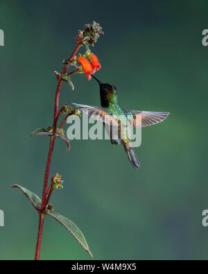 Tiere, Vögel, ein Schwarz-bellied Kolibri, Euperusa nigriventris, Feeds auf dem Anschluß eines tropischen Blume der Kohleria Gattung der Gesneriaceae oder Afrikanische Veilchen Familie, und im Prozeß, pollinates die Blumen wie es fliegt von einem zum nächsten. Costa Rica. Stockfoto