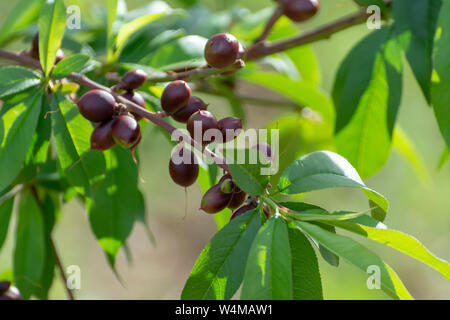Kleine unreife Aprikosen Früchte Rip auf Aprikosen Baum im Frühling, die Landwirtschaft in Griechenland Stockfoto