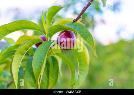 Kleine unreife Aprikosen Früchte Rip auf Aprikosen Baum im Frühling, die Landwirtschaft in Griechenland Stockfoto