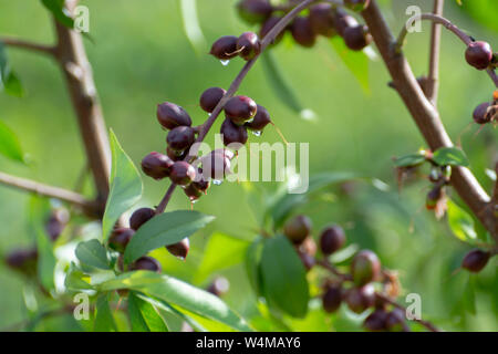 Kleine unreife Aprikosen Früchte Rip auf Aprikosen Baum im Frühling, die Landwirtschaft in Griechenland Stockfoto