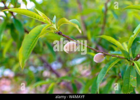 Kleine unreife Aprikosen Früchte Rip auf Aprikosen Baum im Frühling, die Landwirtschaft in Griechenland Stockfoto