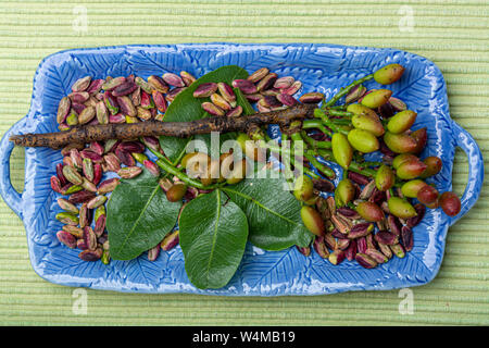 Smaragdgrün, Pistazien, Nüsse und Pistazien tree branch von Bronte, an den Hängen des Mt. Ätna, Sizilien, Italien, regionale Produkt Stockfoto