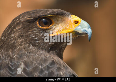 Close-up Portrait von einem goldenen Adler isoliert gegen einen verschwommenen Hintergrund Stockfoto