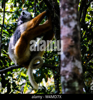 Portrait von diademed Sifaka aka Propithecus diadema oder diademed Simpona, Analamazaotra Special Reserve, Andasibe-Mantadia National Park. , Andasibe, Al Stockfoto