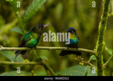 Tiere, Vögel, zwei FEURIG-throated hummingbird, Panterpe insignis, Gesicht weg auf einem Zweig in Costa Rica. Stockfoto