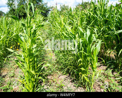 Ländliche Landschaft - Büsche von Mais auf Betten in Garten im Sommer Tag Stockfoto