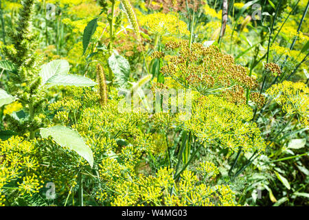 Natürliche Hintergrund - gelbe Blumen Dill Kräuter in verwilderten Garten im Sommer Saison Stockfoto