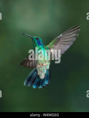 Tiere, Vögel, ein Grün Violett - Ohr Kolibri, Colibri thalassinus, im Flug in der savegre Tal von Costa Rica. Stockfoto