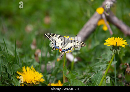 Ein Schwalbenschwanz Schmetterling, Pieris Rapae, sitzt auf einer löwenzahnblüte am Weinfelder Maar in der Eifel. | Verwendung weltweit Stockfoto