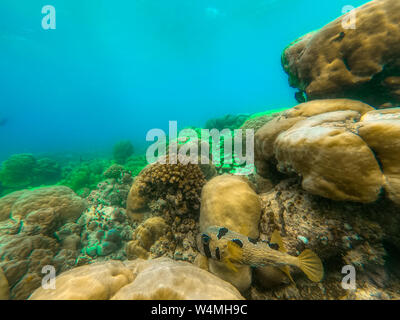 In diesem einzigartigen Foto können Sie die Unterwasserwelt des Pazifiks auf den Malediven! Viele Korallen und tropische Fische! Stockfoto