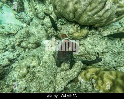 Dieses einzigartige Foto zeigt eine große Krake auf dem Grund des Meeres auf den Malediven im Indischen Ozean. Stockfoto
