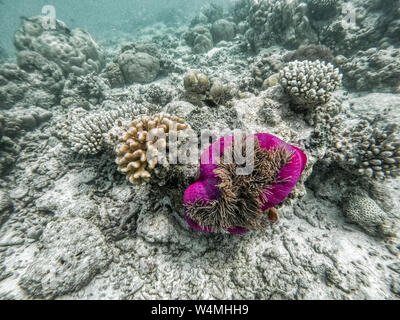 In diesem einzigartigen Foto können Sie die Unterwasserwelt des Pazifiks auf den Malediven! Viele Korallen und tropische Fische! Stockfoto