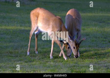 Zwei junge Buck Brüder Essen etwas Gras zusammen Stockfoto