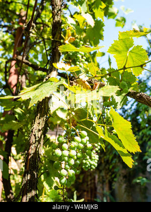 Sunlit Trauben im Weinberg auf Hinterhof der Country House Stockfoto