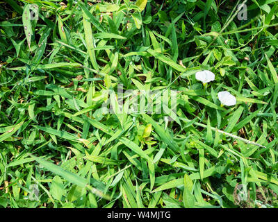 Natürliche Hintergrund - Blick von oben auf die grüne Gras mit Tautropfen auf Rasen im Sommer Saison Stockfoto