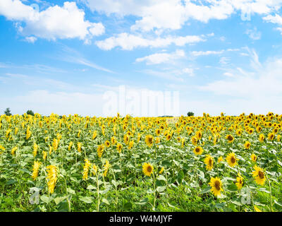 Ländliche Landschaft - Sonnenblumen Feld unter blauen Himmel mit weißen Wolken am Nachmittag in der Region Krasnodar Region Krasnodar in Russland Stockfoto