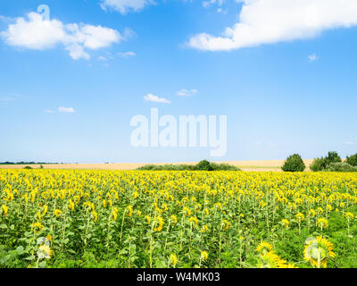 Ländliche Landschaft - blauer Himmel mit weißen Wolken über Sonnenblumenfeld an sonnigen Sommernachmittag in der Region Krasnodar Region Krasnodar in Russland Stockfoto