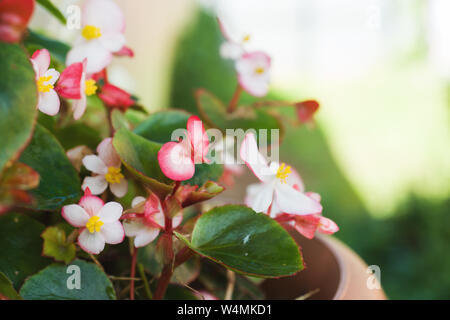 Begonia Blumen wachsen in einem Topf in den Garten. Stockfoto