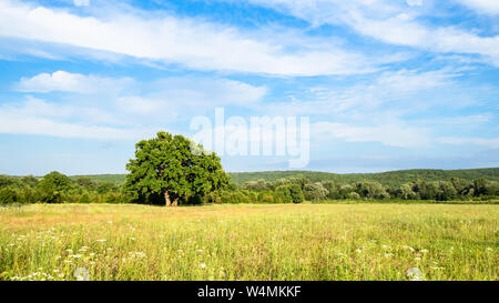 Natürliche Hintergrund - Panoramablick auf grünen Wiese, unter blauem Himmel im Sommer Tag im Kaukasus (in der Region Krasnodar Region Krasnodar, Russland) Stockfoto