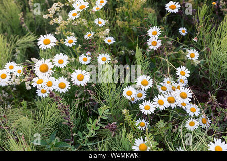 Schöne Daisy Flowers auf einem Hintergrund von grünem Laub im Garten. In der Nähe vorgestellt. Stockfoto