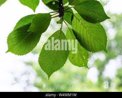 Nasses Laub von Wild Cherry Tree close-up im Regen mit unscharfen Hintergrund Stockfoto