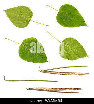 Sammlung von Blättern und Bean pods von Catalpa bignonioides Catalpa (, Southern Catalpa, cigartree) Baum auf weißem Hintergrund ausschneiden Stockfoto