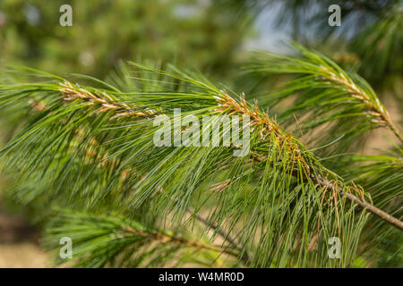 Nahaufnahme von Verschwommene grüne Zweige und Pinien Nadeln in der Natur. Natürliche Zusammenfassung Hintergrund und Konzept. Close Up, selektiver Fokus Stockfoto