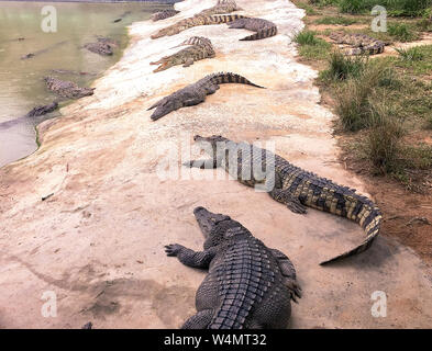 Crocodile Park in Tailand Stockfoto