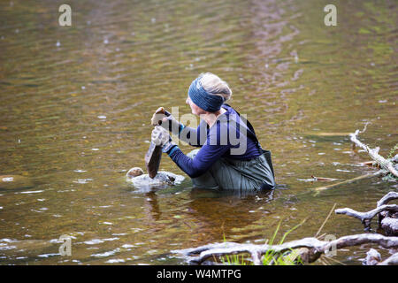 Eine Frau Stein balancing im Loch ein Eilein im Rothiemurchus Wald, Cairngorm, Schottland, Großbritannien. Stockfoto