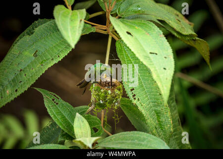 Tiere, Vögel, eine weibliche Rufous-tailed Kolibri, Amazilia tzacatl, Feeds eines ihrer Babys in ihrem Nest im Nationalpark Tortuguero in Costa Rica. Stockfoto