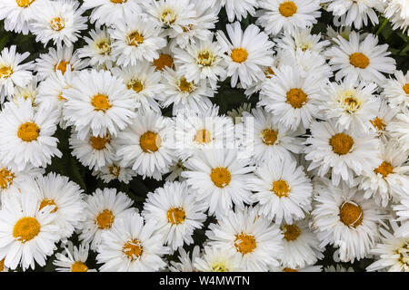 Große, weiße und gelbe Gänseblümchen Bellis perennis schließen als Hintergrund. Stockfoto