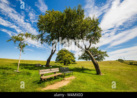 Windswept Bäumen Cleeve Hill Cotswold Escarpment in Gloucestershire, England Stockfoto