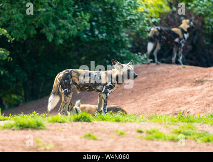 Afrikanischer Wildhund (Lycaon pictus), Chester Zoo England UK. Mai 2019 Stockfoto