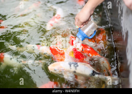 Frau Hand Feeding bunten Karpfen Fisch Stockfoto