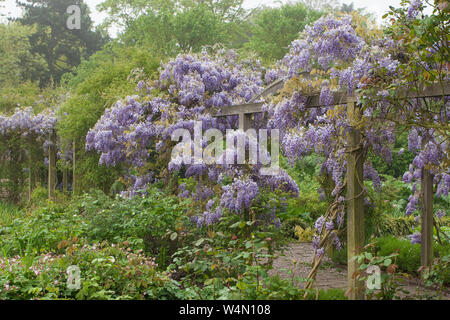 Lila Wisteria sinensis (Chinesische Wisteria) wachsende über eine Laube in einem formalen Garten. Stockfoto