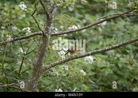 Jugendliche Robin auf Ast Stockfoto