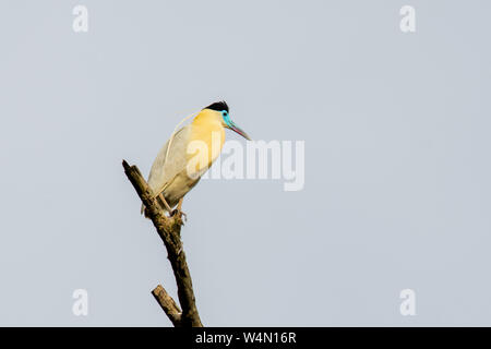 Heron (Pilherodius pileatus begrenzt) im Peruanischen Amazonas Stockfoto