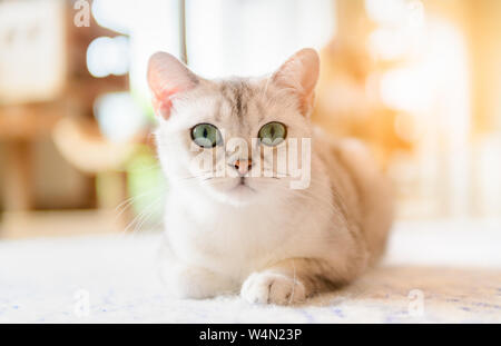 Süße braune Scottish Fold Katze (kurzes Haar Arten) sitzen auf der Matte, beliebte Haustier Konzept Stockfoto