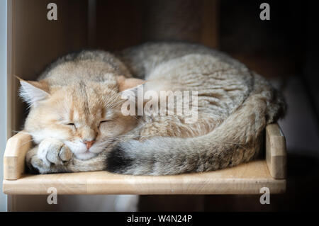 Süße braune American kurze Haare Katze schlafen auf Holz, Pet und Tier Konzept Stockfoto