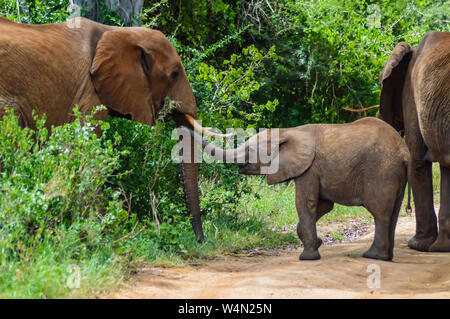 Ein Elefant und seine Kleinen. Bei einem Spaziergang in der Savanne des Nationalparks Tsavo West in Kenia Stockfoto