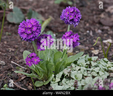 Primula denticulata (Drumstick Primula) Stockfoto